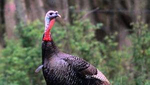 Turkeys in Protective Custody in Neshoba County