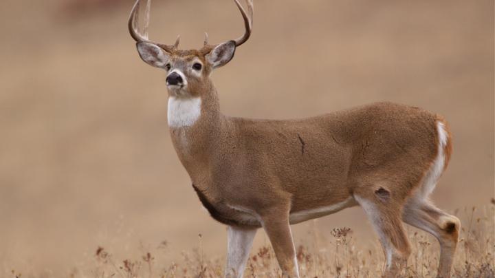Deer hunting: Early velvet season for bucks set
