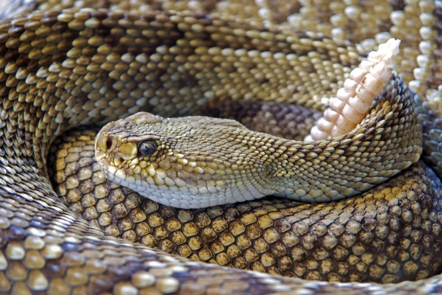 Hunter 1, rattlesnake 0 after scary encounter in Holmes County deer stand