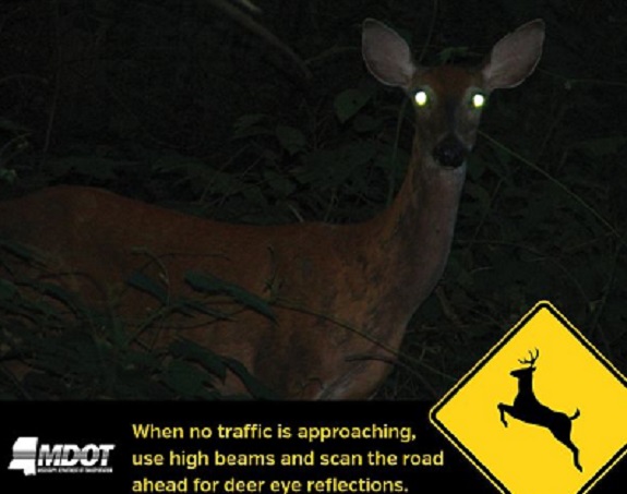Deer In The Headlight Safety Tips