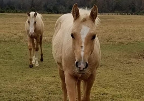 The Color Bonanza and Mule Show Runs Through This Weekend