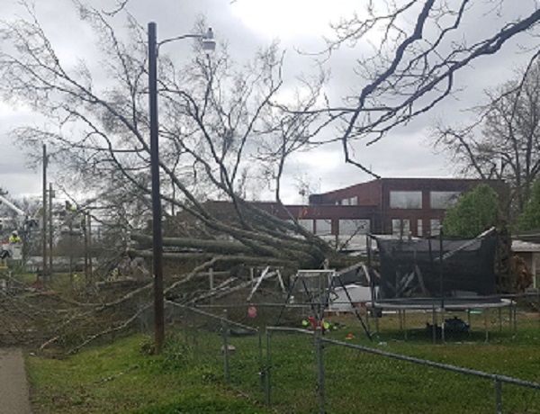 Uprooted Tree Crash Lands in Carthage