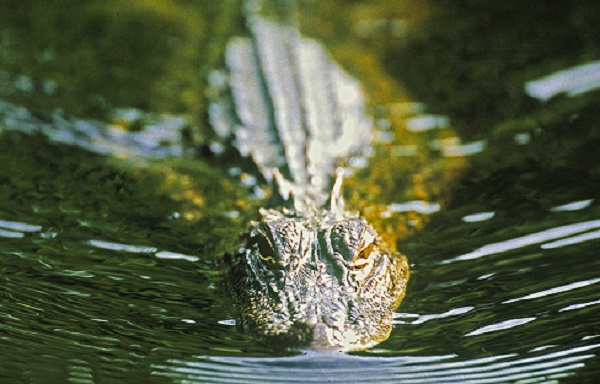 Alligator Permit Application Deadline Tomorrow at 10am