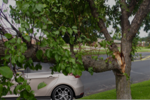 Fallen Limb Damages Vehicle