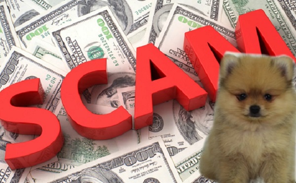 The Puppy Dog Scam Report