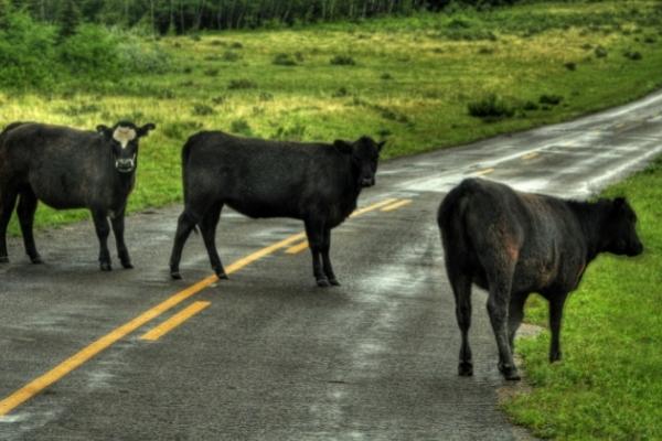 Vehicle Vs Cattle in Neshoba