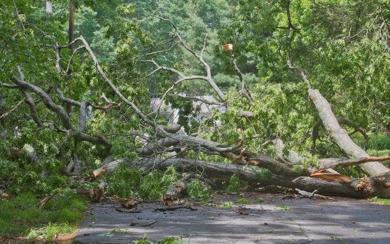 Car Crashes into Ditch to Avoid Fallen Tree in Leake County