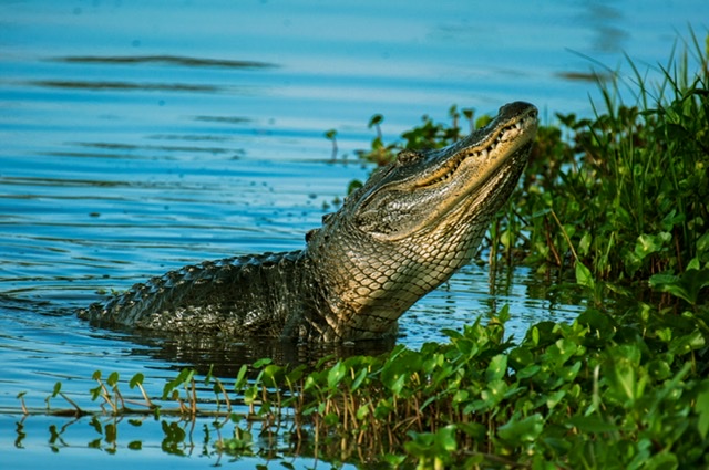 Alligator hunts possible next year in Mississippi