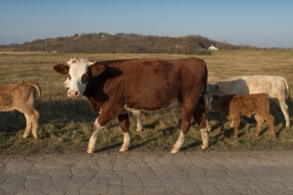 UPDATED – Those Darn Cows