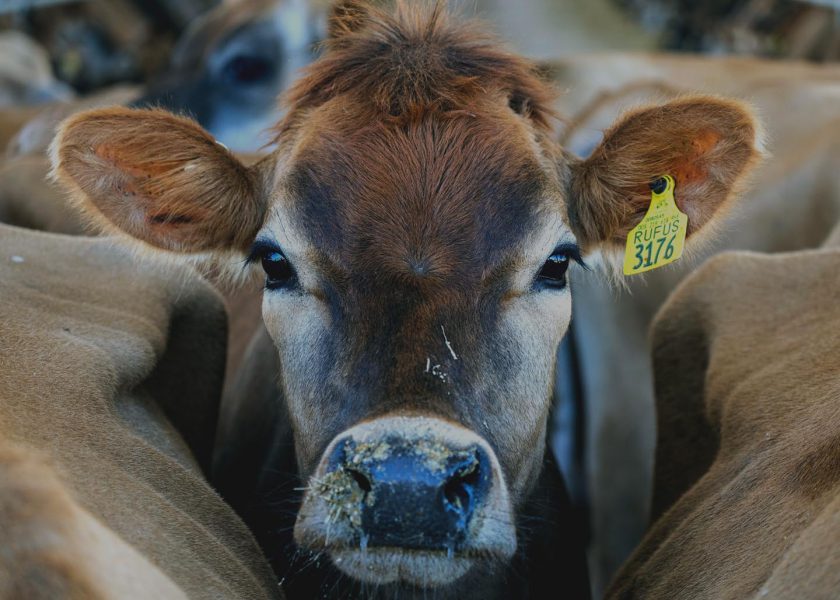 Cattle and Commotion for Neshoba County Sheriff’s Deputies
