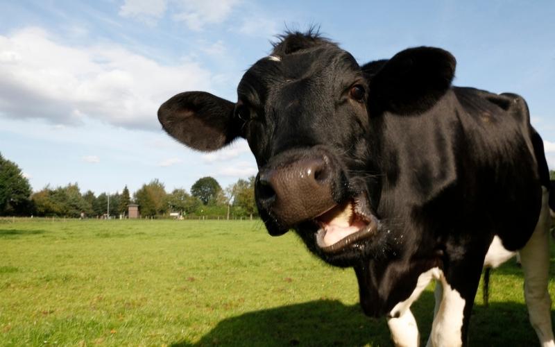Leake Deputies Wrangle Rogue Cattle, One Is Going to Market