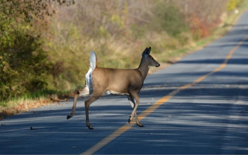 Watch for Deer in Leake