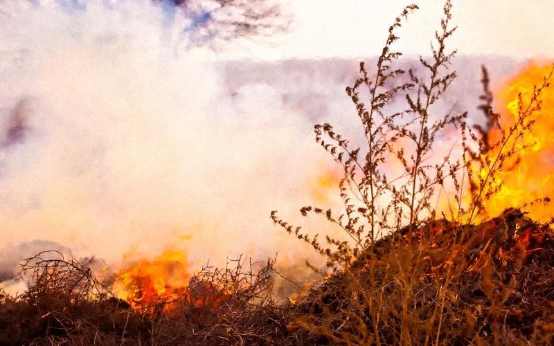 Woods Fire Requires Forestry Commission in Leake