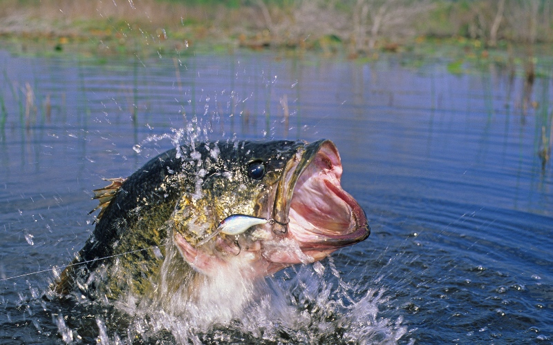 Gilbert Barham Memorial Youth Fishing Rodeo