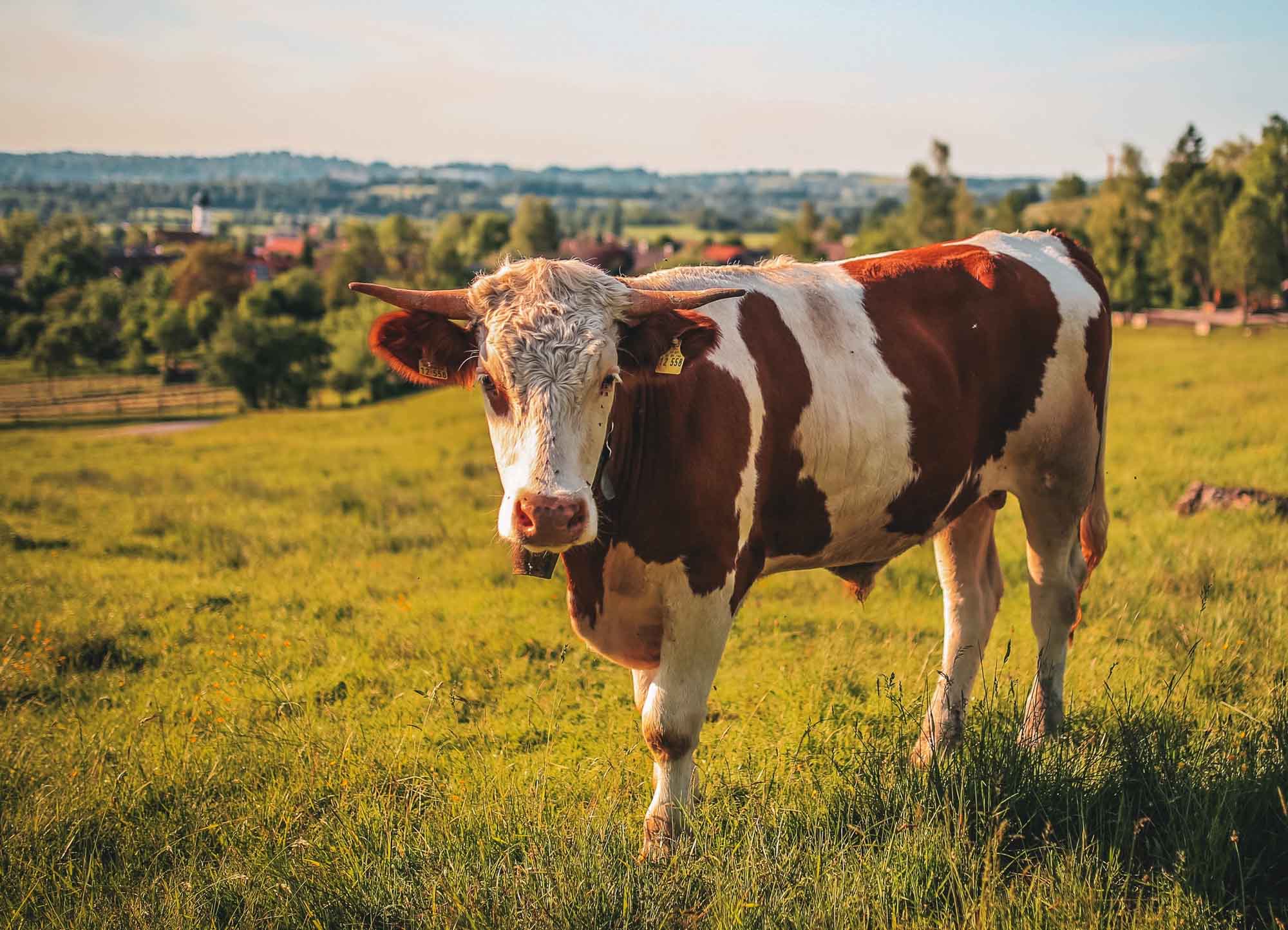 A Bull, a Calf and a Burglary in Neshoba