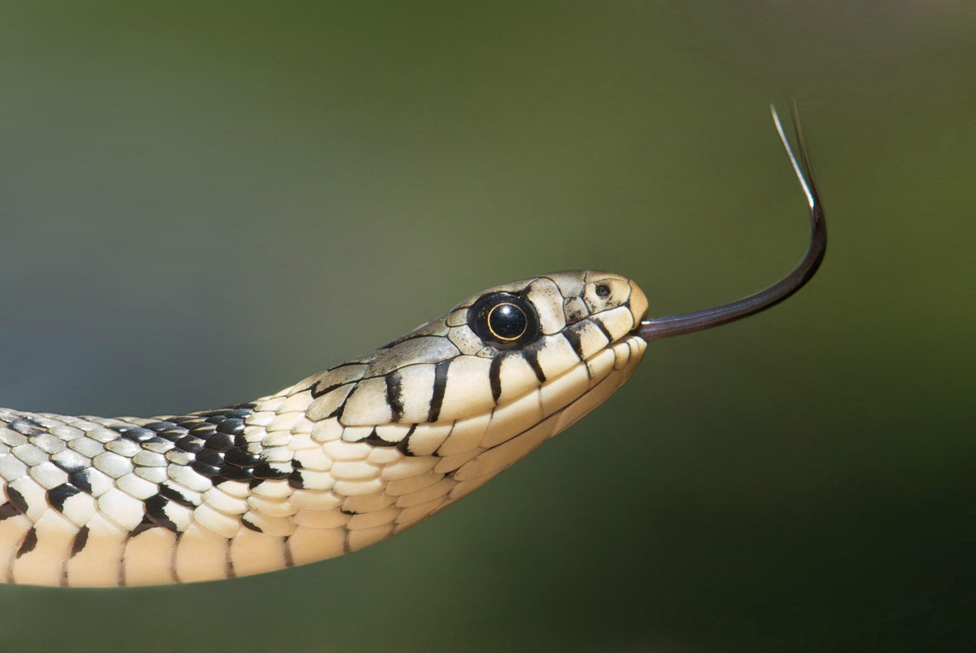 An Intoxicated Female and a Sneaky Snake in Neshoba