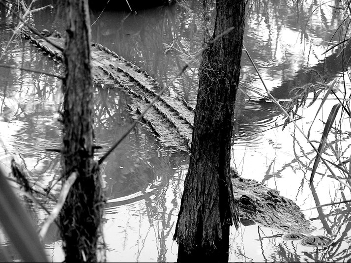 Heavy Rain Could Interfere with Gator Season