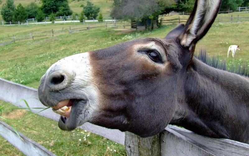 Deputies in Leake Asked to Round Up Roaming Livestock