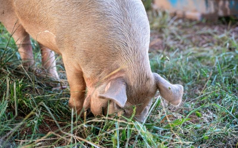 An Attempted Break-In and Out-of-Hand Hogs in Leake