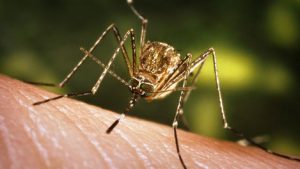 First West Nile Death in MS in Five Years
