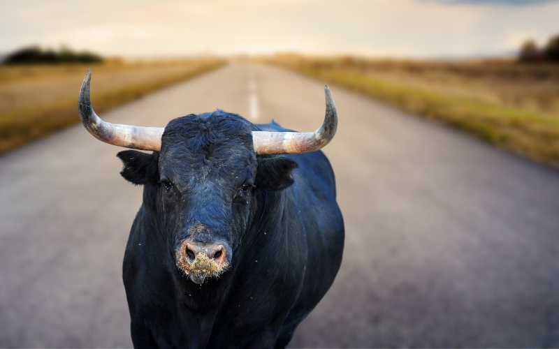 Fallen Trees, a Roaming Bull, and More in Leake