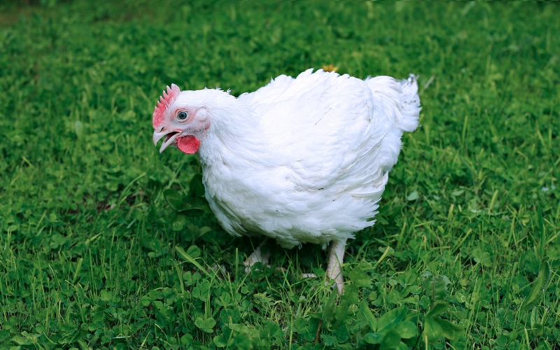 Chicken Truck Overturns Wednesday in Leake