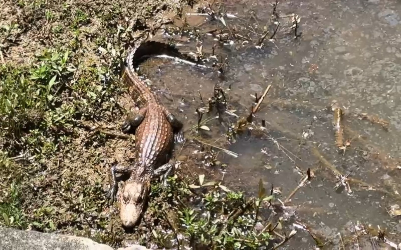 Recent Storms Bring Baby Gator to Williamsville Community in Attala