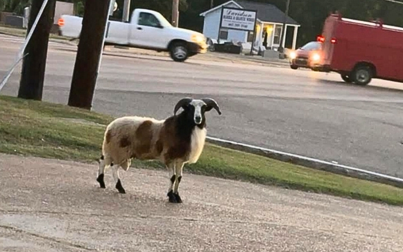 Ewe Won’t Believe Who Ram-bled Through Kosy Tuesday Morning