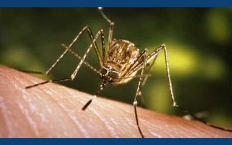 Local Cases of West Nile Virus Confirmed